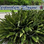 28c278-oleander-drive-entry-photo.jpg