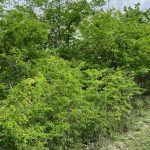 28c278-oleander-drive-road-length-photo.jpg